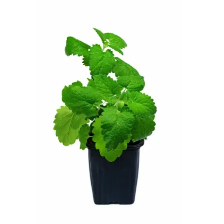 Мята ø9 h15 см