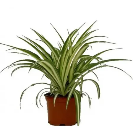 Хлорофитум Вариегатный ø12 см