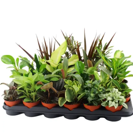 Плант микс ø9 h35 см