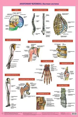 Рудольф Павлович Самусев Анатомия человека. Костная система (ПВХ-рукав)