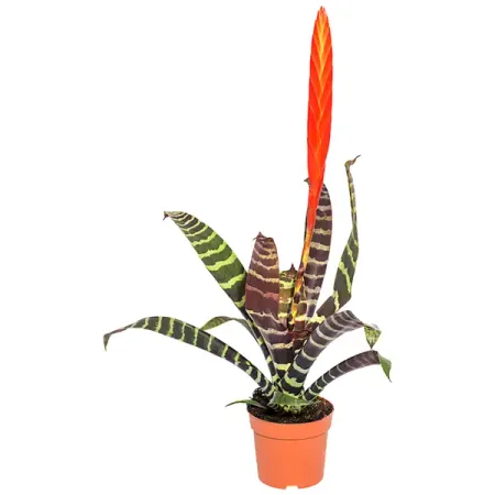 Врезия Сплленриет D9 H45-50 джонни ламберт домой по опасной реке