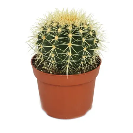 Кактус микс ø5 h10 см кактус микс ø8 h15 см