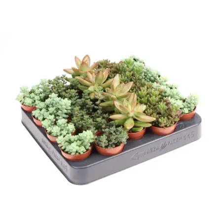 Седум микс ø5 h8 см