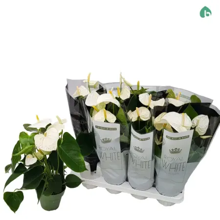 Антуриум Роял Уайт Груп Блуминг ø14 h50 см база сп м ричмонд modool велюр роял тауп