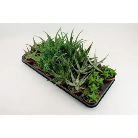 Алоэ микс ø8 h15 см