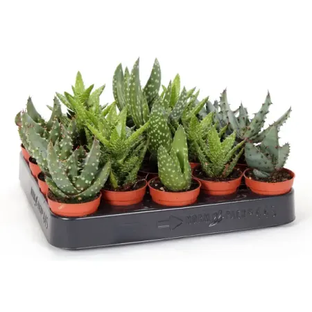 Алоэ микс ø5 h7 см