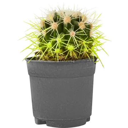 Эхинокактус Рейнбоу ø5.5 h8 см