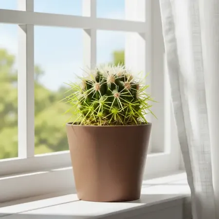 Эхинокактус Рейнбоу ø5.5 h8 см