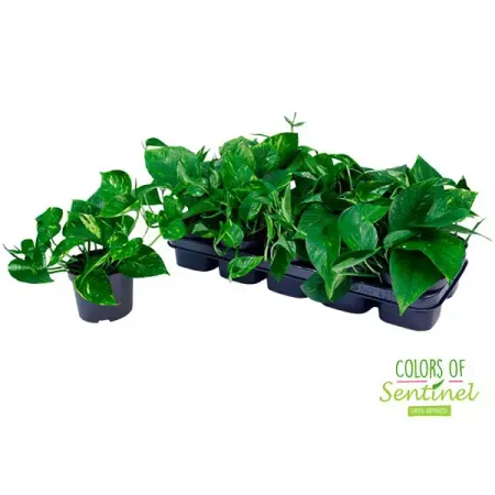 Эпипремнум Ауреум ø12 h20 см