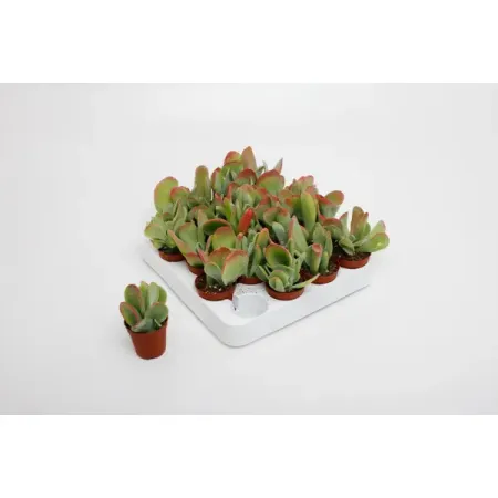 Каланхое Орикула ø5 h10 см