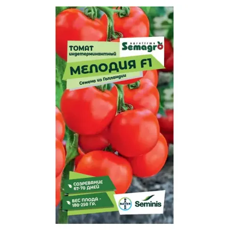 Семена овощей Seminis томат Мелодия F1 александр андронов мелодия радости