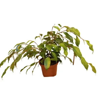 Фикус Бенджамина Данита ø15 h35 см джордж оруэлл 1984 скотный двор да здравствует фикус