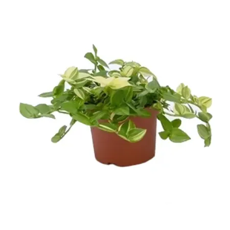 Традесканция Еллоу Хилл ø12 h25 см