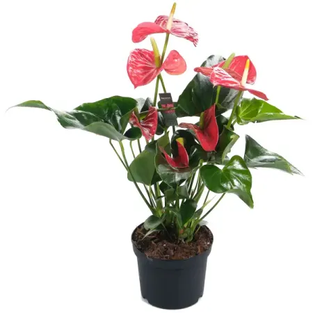 Антуриум Мичиган ø15 h35 см