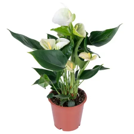 Антуриум Намора ø12 h35 см