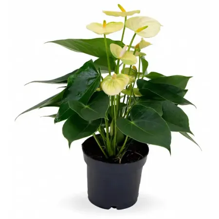 Антуриум Ванилла ø12 h40 см