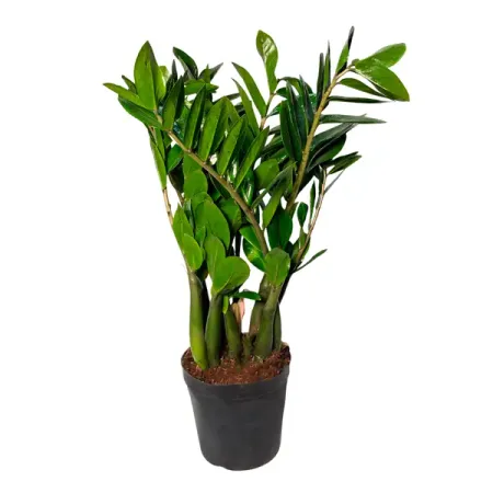 Замиокулькас ø23 h80 см