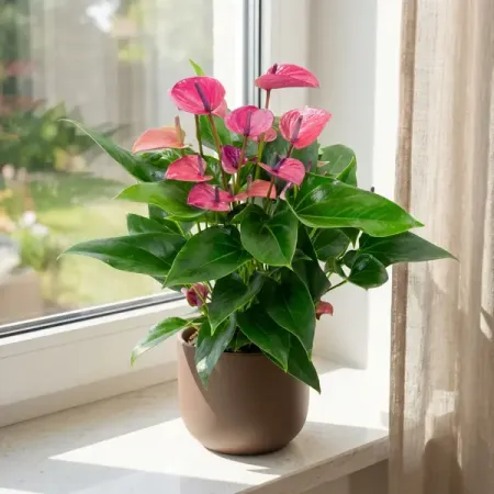 Антуриум Бейби Перпл ø12 h35 см