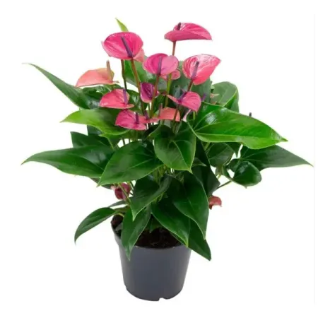 Антуриум Бейби Перпл ø12 h35 см