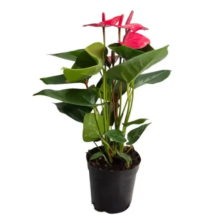 Антуриум Роял Пинк Чемпион ø12 h40 см база сп м ричмонд modool велюр роял тауп