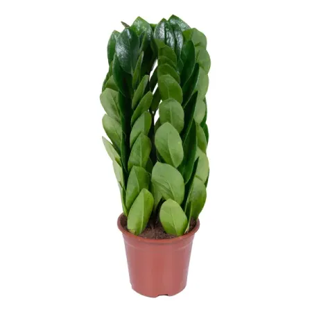 Замиокулькас ø15 h50 см