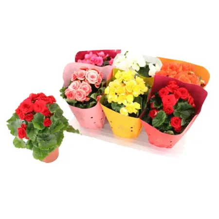 Бегония Дольче Аморе Дабл микс ø14 h30 см