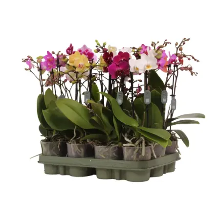 Фаленопсис Мульти микс ø9 h43 см орхидея фаленопсис микс 1 стебель ø12 h50 см