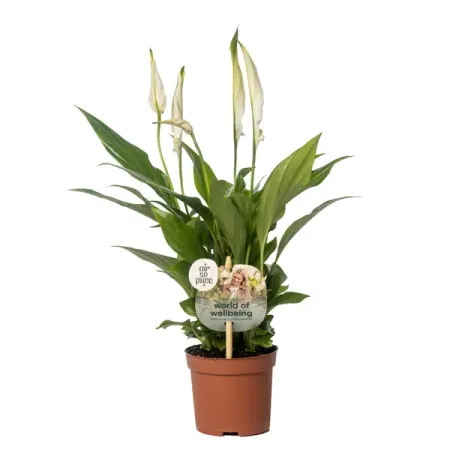 Спатифиллум микс ø9 h30 см