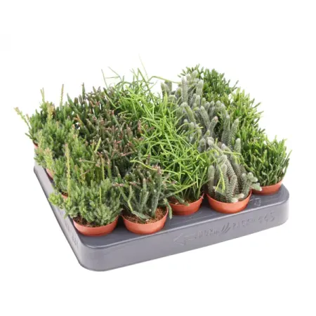 Рипсалис микс ø5 h10 см