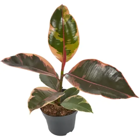 Фикус Руби ø10.5 h20 см