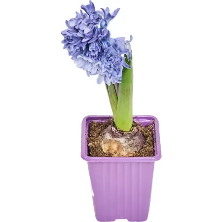 Гиацинт 1 луковица микс P7