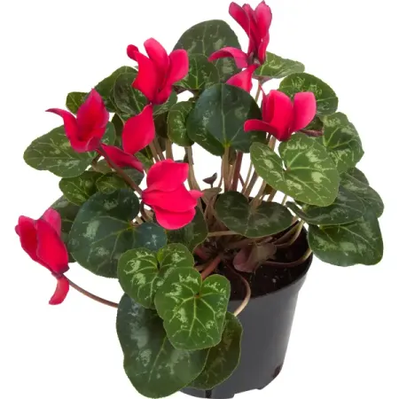 Цикламен ø15 h30 см