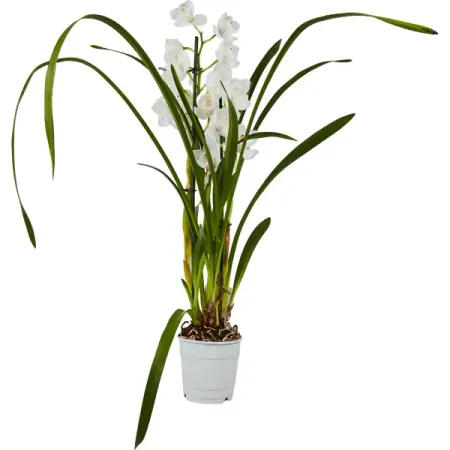 Цимбидиум микс 1T5 ø12 h50 см рисуем пальчиками и ладошками красивые растения