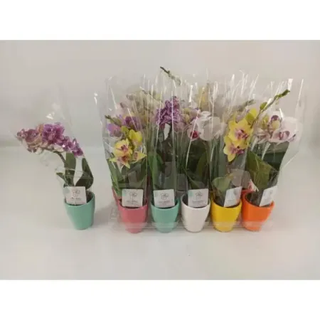 Орхидея Фаленопсис 1 ствол ø6 h20 см