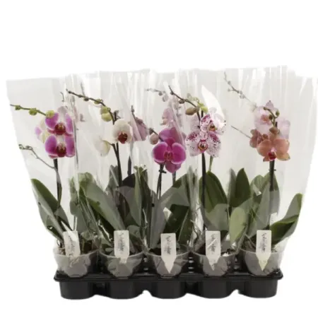 Орхидея Фаленопсис 1 ствол ø12 h45 см