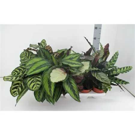 Калатея микс ø12 h40 см цитрус микс ø21 h70 см