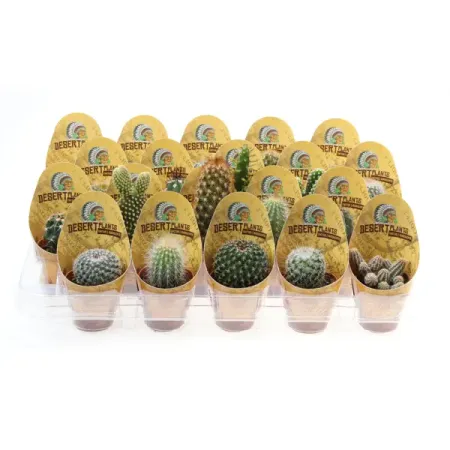 Кактус микс ø5.5 h10 см цитрус микс ø21 h70 см