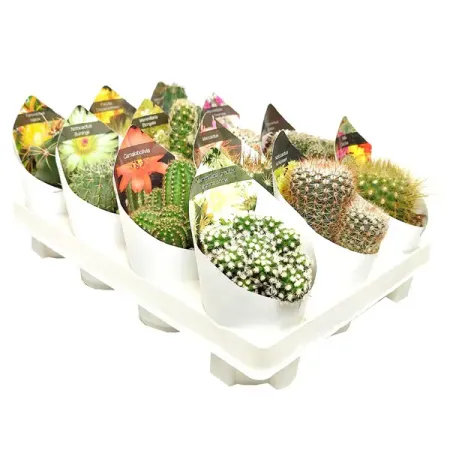 Кактус микс ø6.5 h20 см цитрус микс ø21 h70 см