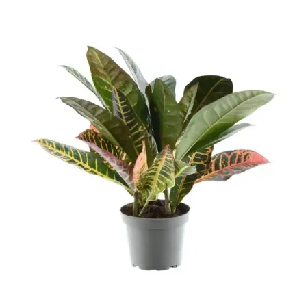 Кротон кодиеум ø12 h30 см