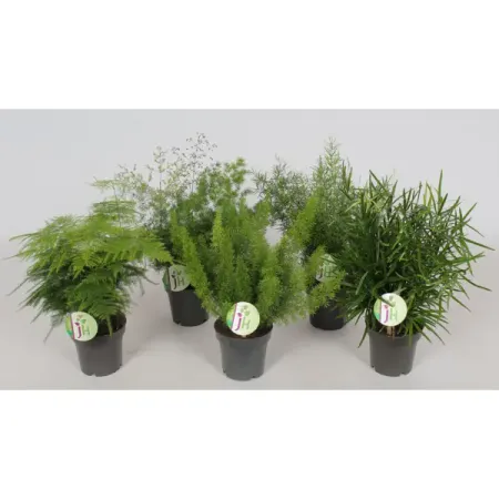 Аспарагус ø12 h35 см