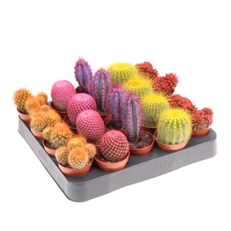 Кактус окрашенный микс ø5.5 h8 см
