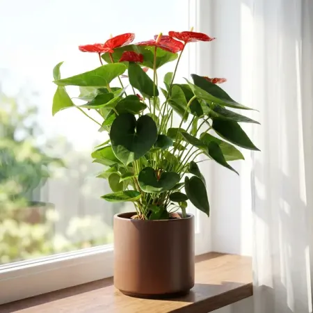 Антуриум Андрианум Ред ø17 h65 см