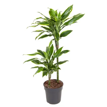 Драцена Голден Кост ø19 h90 см