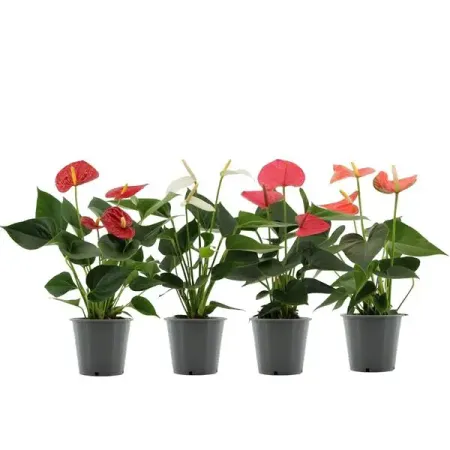 Антуриум Андрианум ø12 h40 см