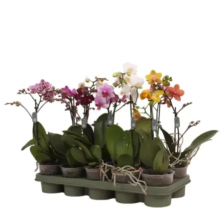 Орхидея Фаленопсис Мультифлора ø12 h40 см