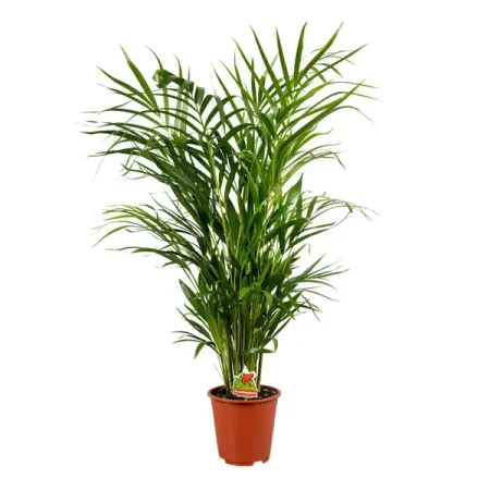 Дипсис пальма ø21 h100 см