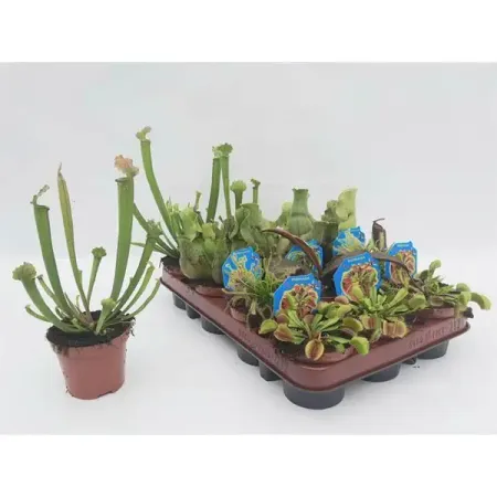 Насекомоядный микс ø9 h15 см подарочный коробок рутаупак новый год микс 3в1 3 шт