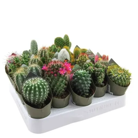 Микс Кактусов ø5.5 h8 см подарочный коробок рутаупак новый год микс 3в1 3 шт