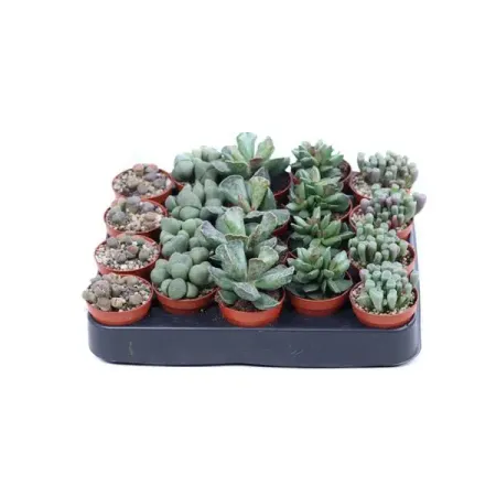 Литопс ø5 h5 см суккулент литопс lithops mix семена 10 шт