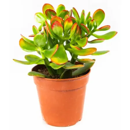 Крассула Минор ø5.5 h10 см